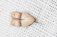 Odites kollarella