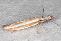 Pleurota aristella