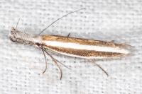 Pleurota aristella