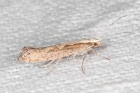 Plutella xylostella