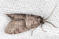 Penestoglossa dardoinella