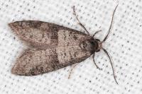 Penestoglossa dardoinella