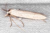 Pterolonche