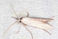 Pterolonche