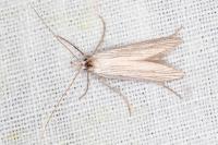 Pterolonche