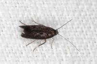 Scythris cistorum