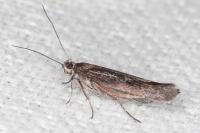 Scythris cistorum