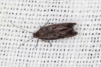 Scythris cistorum