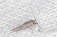 Urodeta hibernella