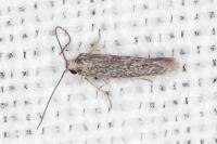 Urodeta hibernella