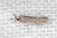 Urodeta hibernella