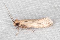 Anomalotinea liguriella