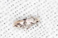 Infurcitinea atrifasciella