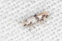 Infurcitinea atrifasciella