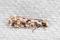 Nemapogon variatellus