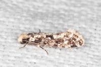 Nemapogon variatellus