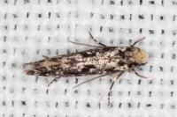 Nemapogon variatellus