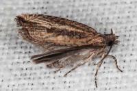 Bactra venosana