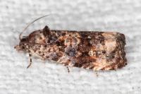 Endothenia gr. gentianaeana