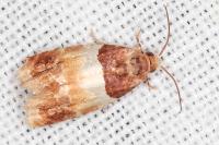 Epinotia festivana