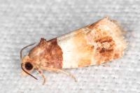 Epinotia festivana