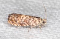 Pammene gallicolana