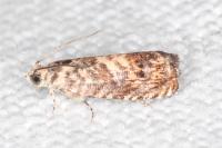 Pammene gallicolana