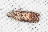 Pammene gallicolana