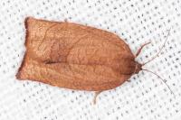 Cacoecimorpha pronubana