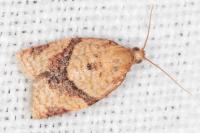 Clepsis consimilana