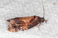 Ditula angustiorana
