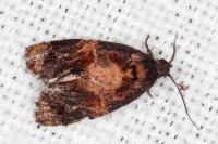 Ditula angustiorana