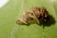 Coleophora fuscocuprella