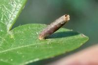 Coleophora