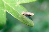 Coleophora