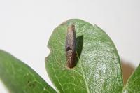 Coleophora