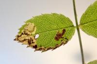 Ectoedemia angulifasciella