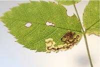 Ectoedemia angulifasciella