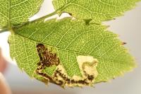 Ectoedemia angulifasciella