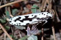 Ethmia pusiella/candidella