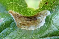 Phyllonorycter