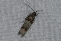 Notocelia incarnatana