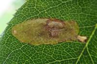 Coptotriche angusticollella
