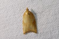 Acleris rhombana