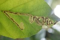 Stigmella hemargyrella