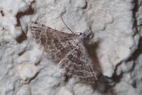 Alucita