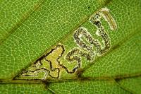 Stigmella tityrella