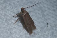 Agonopterix