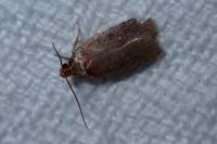 Agonopterix
