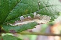 Coptotriche marginea